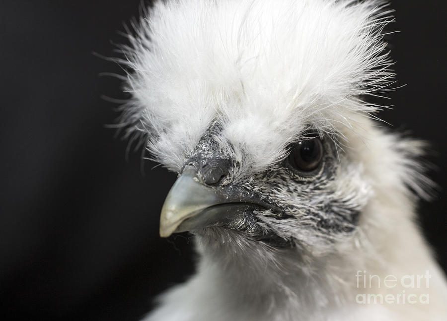 Silkie Chicken Portrait Photograph by Jeannette Hunt