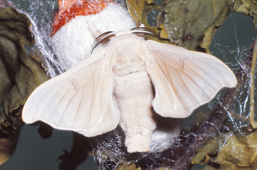 Silkmoth, Just Emerged Photograph by Harry Rogers