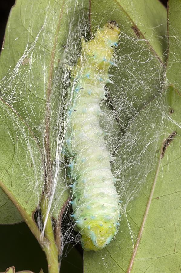 Insects Photograph - Silkmoth larva spinning a cocoon by Science Photo Library