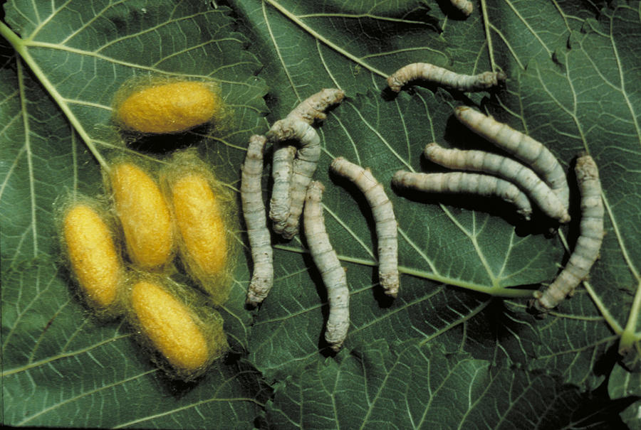 Silkmoth Larvae And Cocoons On Mulberry Photograph by A.b. Joyce