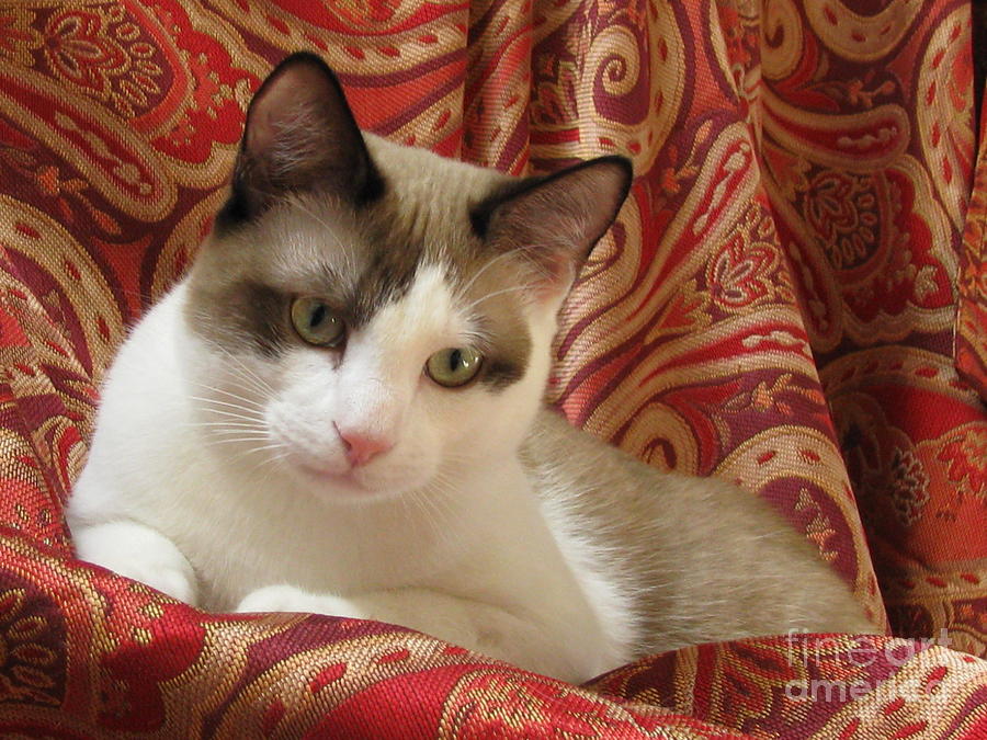 Cat Photograph - Kitten SilkTapestryCatsTM Beauty  Antonio Paisley Red Gold Chocolate White Green Eyes by Pamela Benham