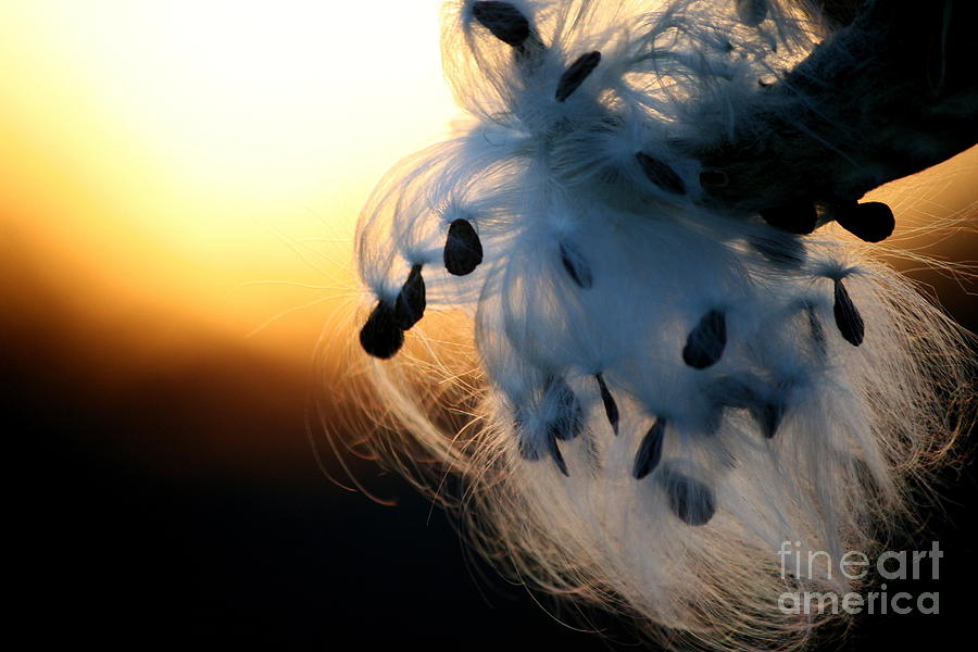 Flower Photograph - Silkweed Sunset  by Neal Eslinger