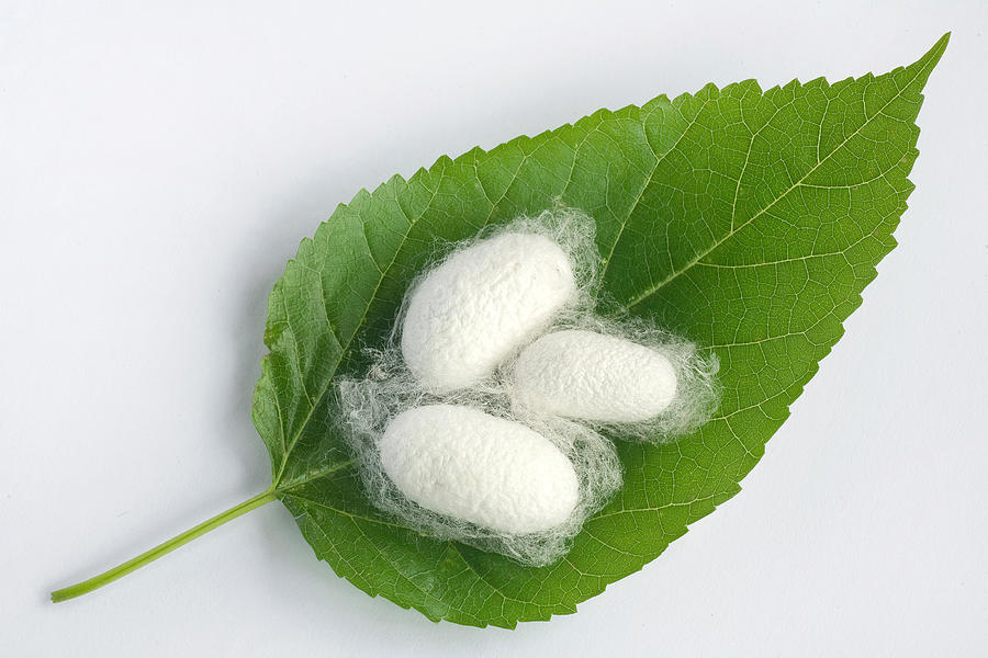 Silkworm cocoon on mulberry leaf Photograph by Baobao Ou
