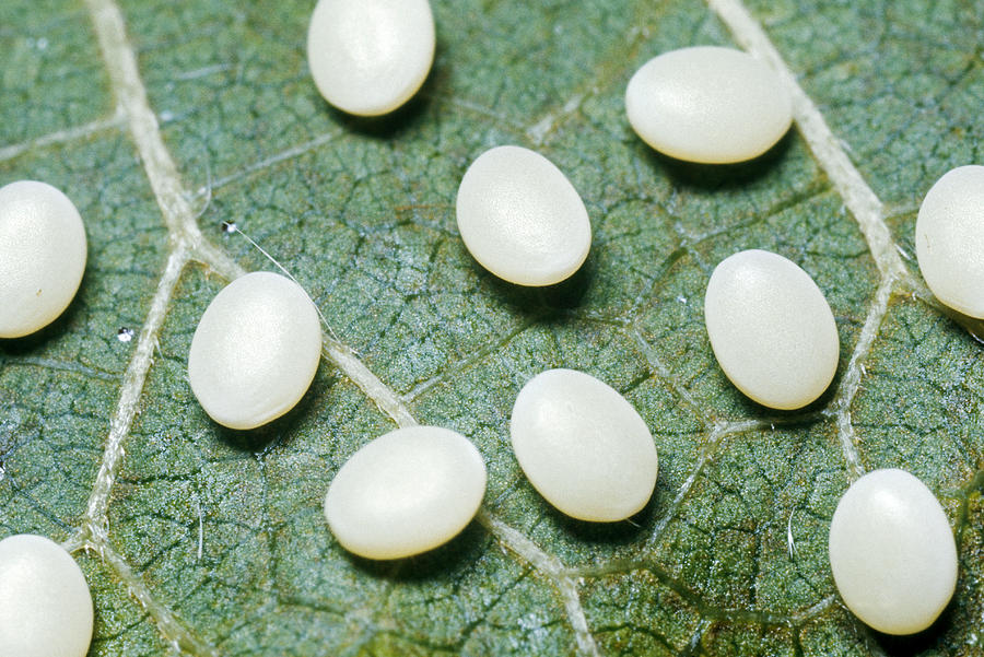 Silkworm Moth Eggs Photograph by Harry Rogers