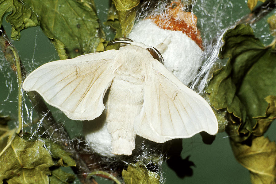 Silkworm Moth Photograph by Harry Rogers