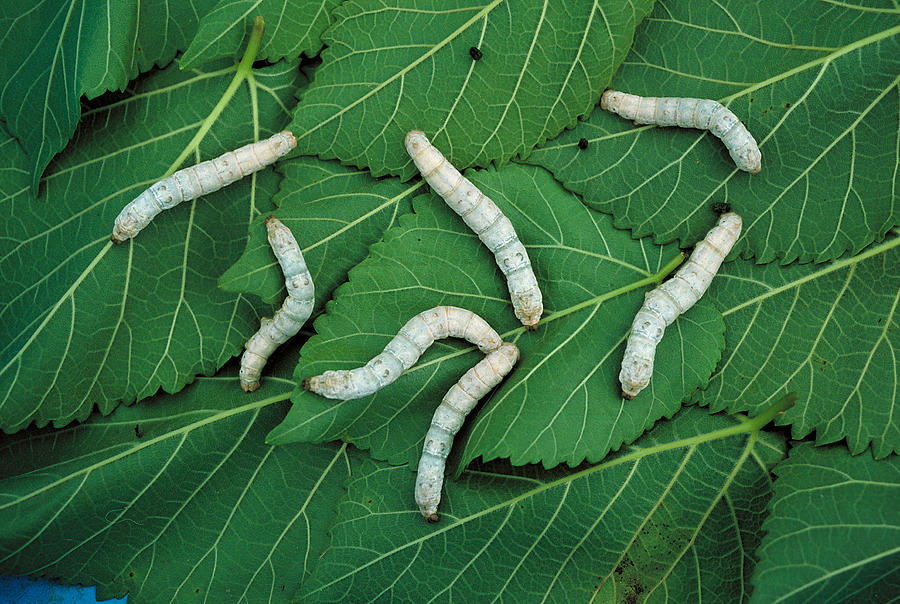Silkworms Photograph by A.b. Joyce