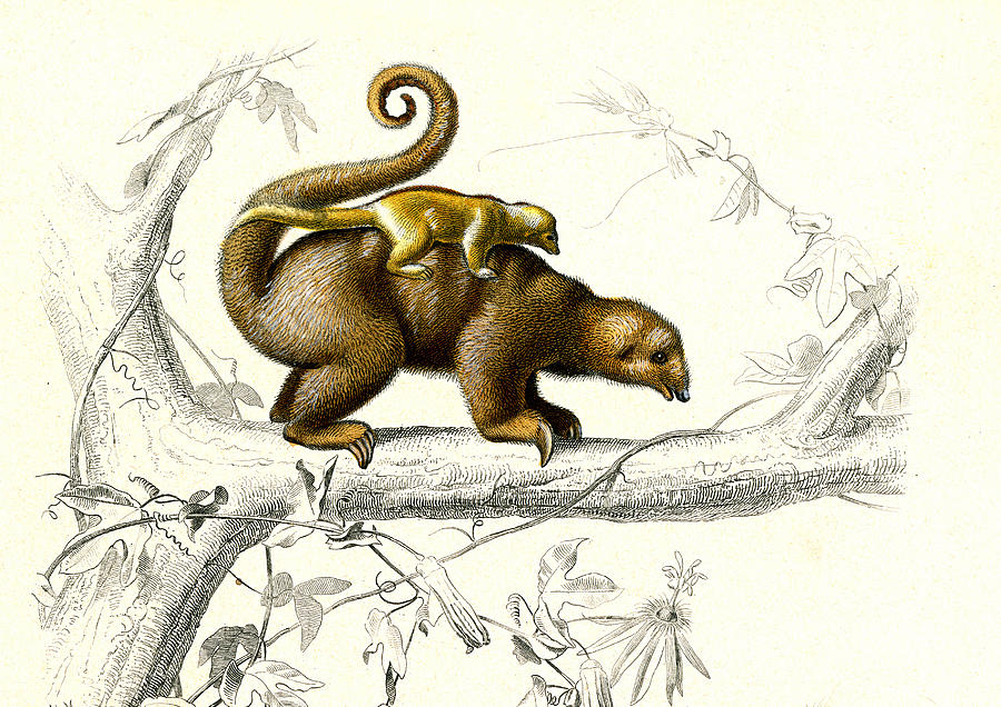 Silky Anteaters Photograph by Collection Abecasis