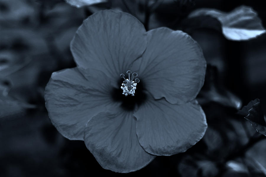 Silky Blue Sepia Hibiscus Flower Photograph by Connie Fox