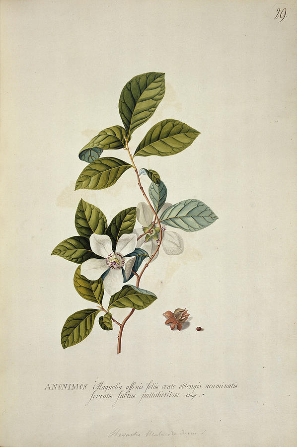 Silky Camellia (stewartia Malacodendron) Photograph by Natural History ...