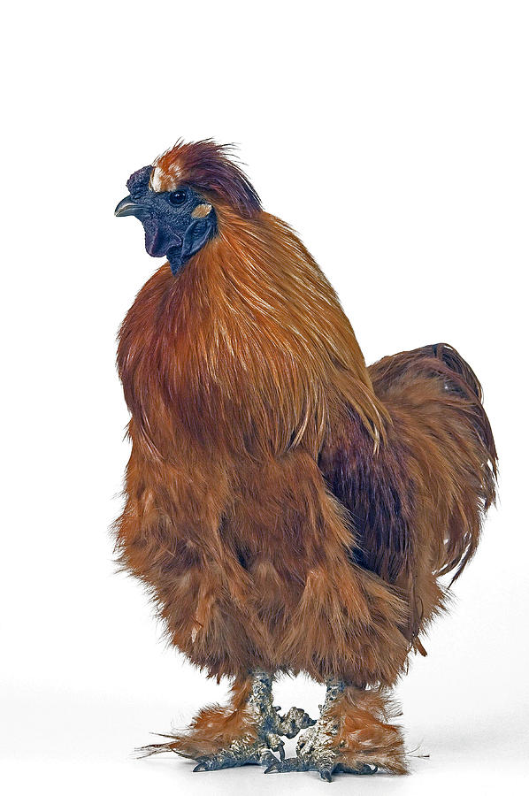 Silky Chicken Photograph by Jean-Michel Labat