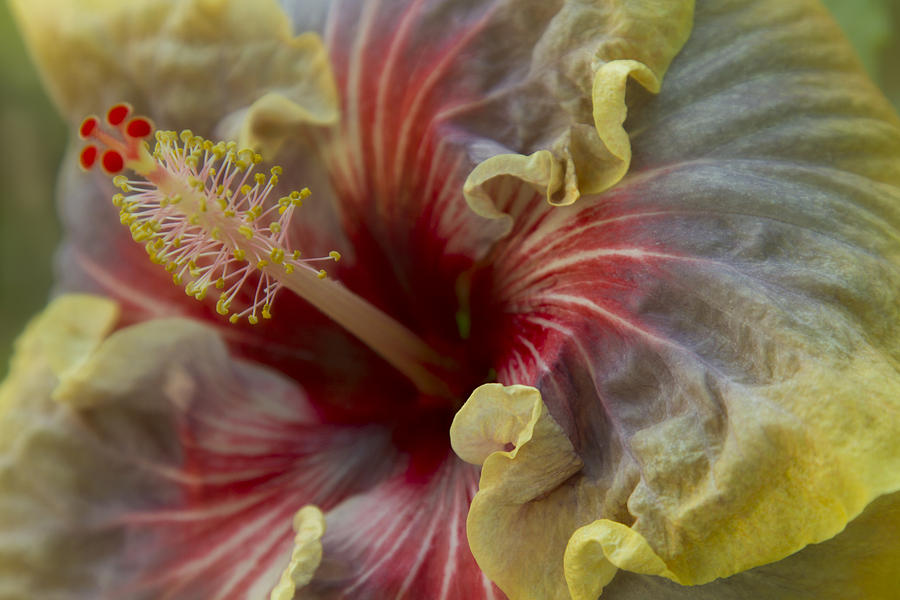 Silky Frillls Photograph by Marilyn Cornwell