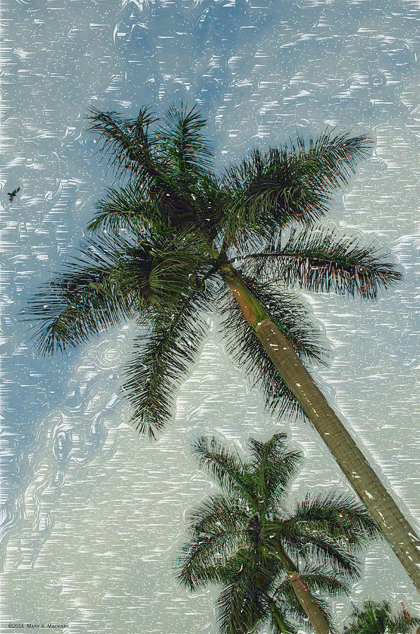 Silky Palms Digital Art by Mary Machare