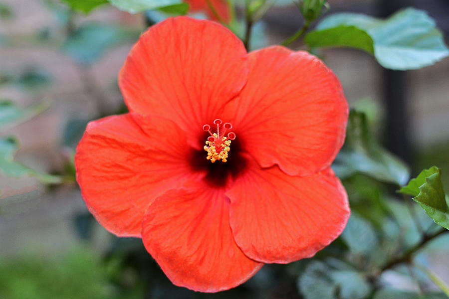 Silky Red Hibiscus Flower Photograph