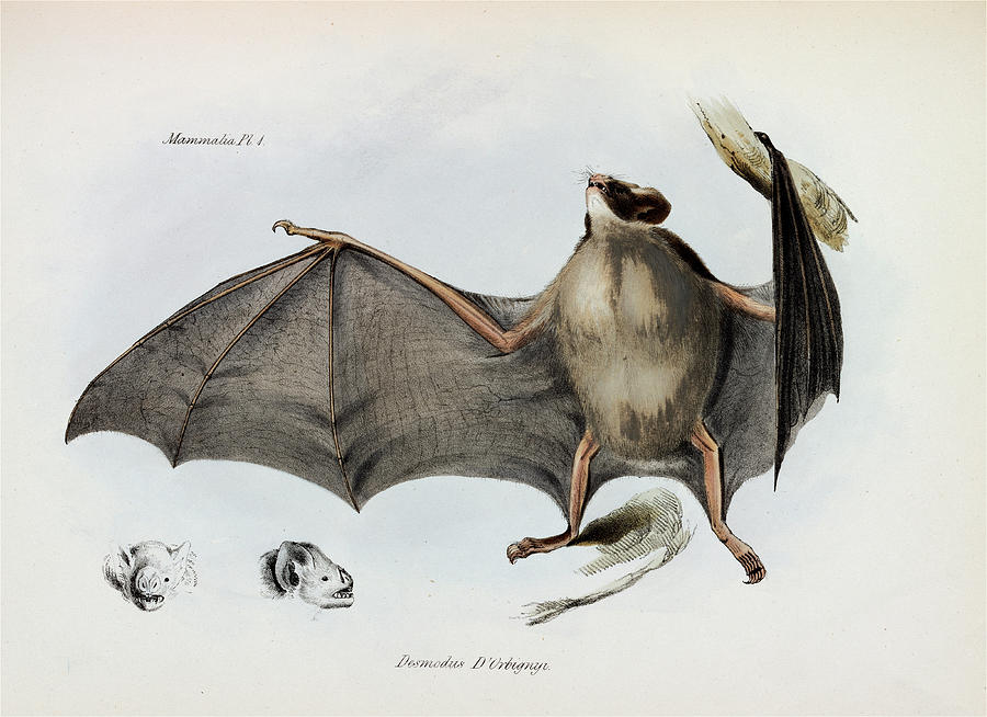 scientific bat illustration