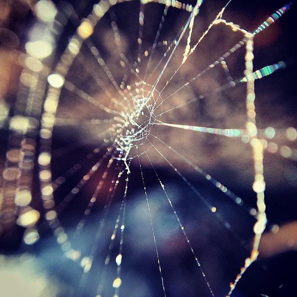 Spider Photograph - Silky Wheel by Paul West