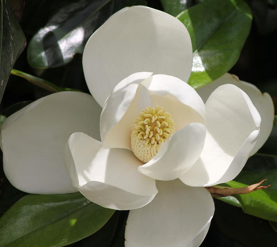 Magnolia Movie Photograph - Silky White by Karen Wagner