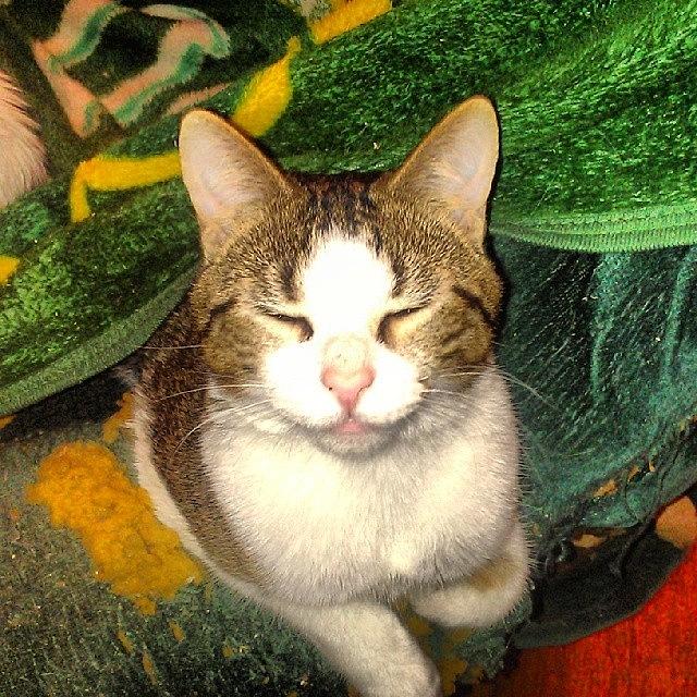 Cat Photograph - Silly Billy #cat #catlady #catlove by Haley BCU