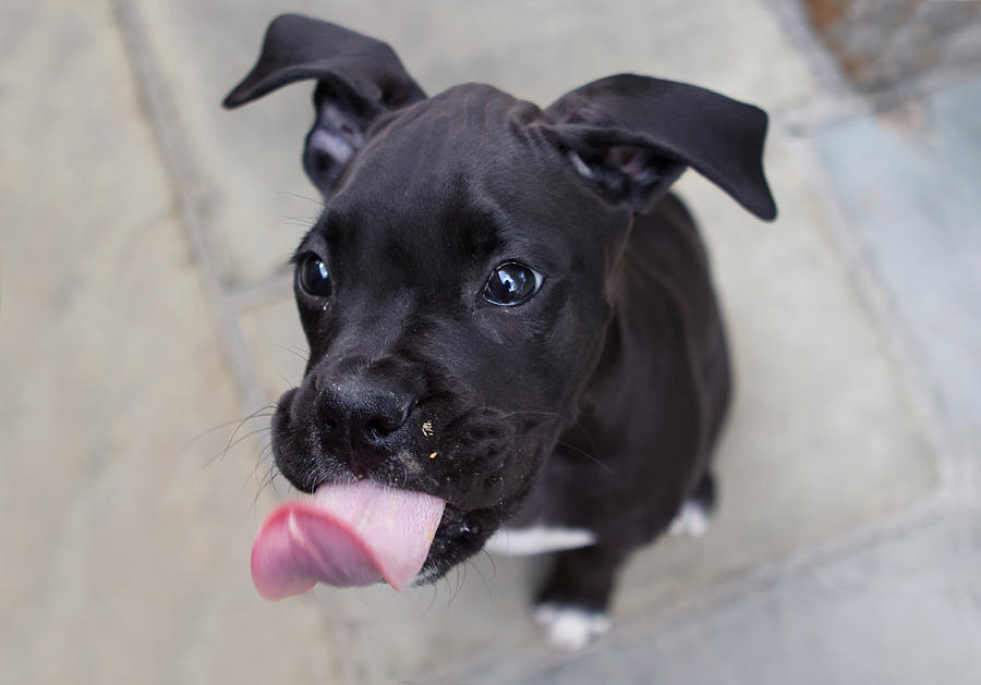 Dog Photograph - Silly Boxer Sticking Tongue Out by Stephanie McDowell