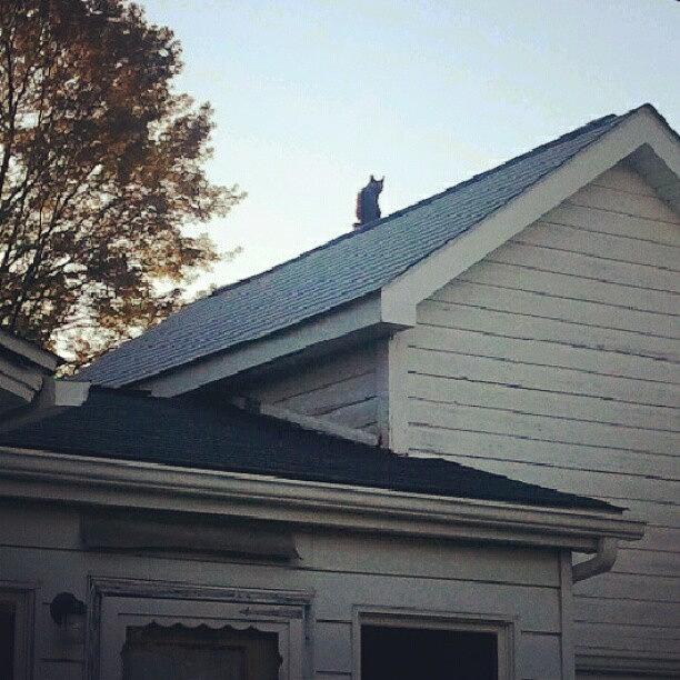 Cat Photograph - Silly Cat. Lol.  #cat #rooftop #roof by Tracy Hager