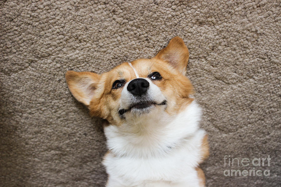 Dog Photograph - Silly Corgi by Nicole Hoover