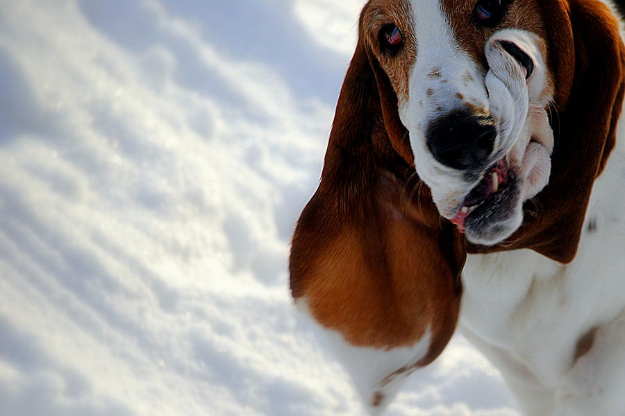 Silly Basset hound  Photograph by Marysue Ryan