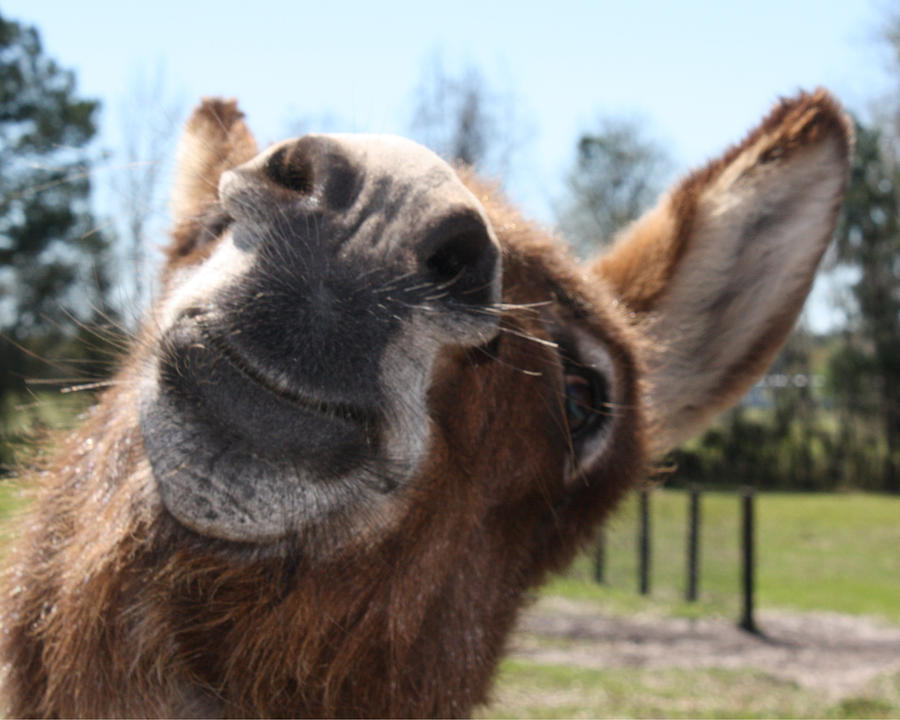 Silly Donkey Photograph By Jessi Vanpelt - Fine Art America