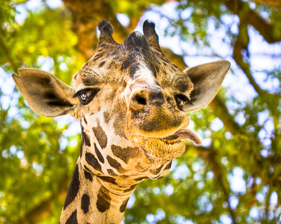 Silly Faced Giraffe Photograph by Mark Tisdale
