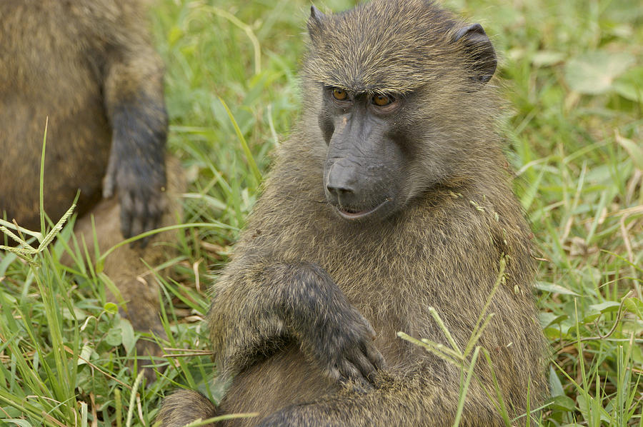 Silly Olive Baboon Photograph by Brian Kamprath - Pixels