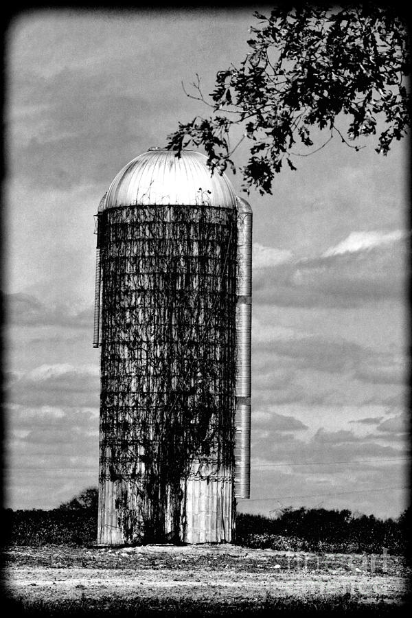 Silo Vine Covered  Hdr Bw Photograph by Lesa Fine
