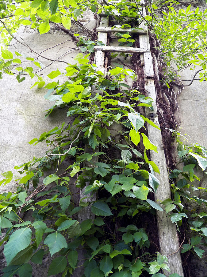 Silo Vines and Ladder Photograph by Corinne Elizabeth Cowherd