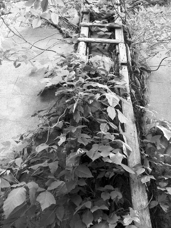 Silo Vines and Ladder in Black and White Photograph by Corinne Elizabeth Cowherd