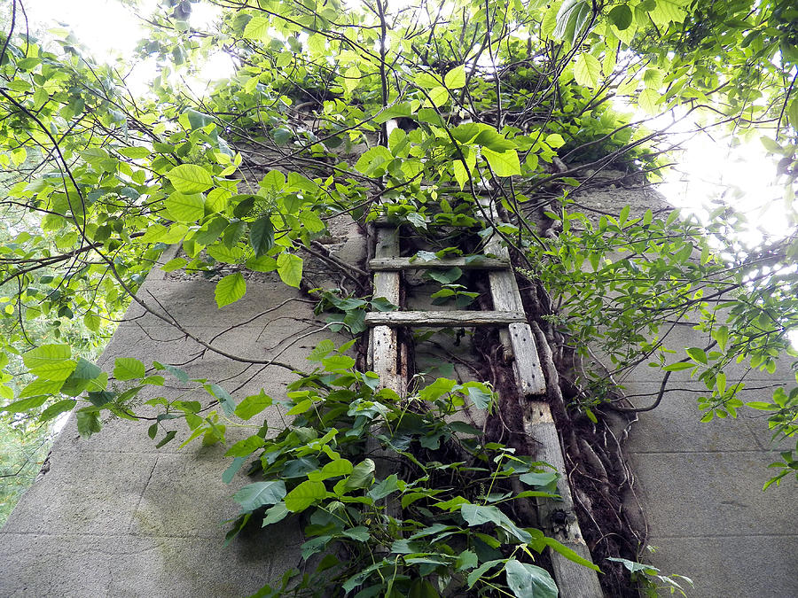 Silo VInes and Ladder2 Photograph by Corinne Elizabeth Cowherd