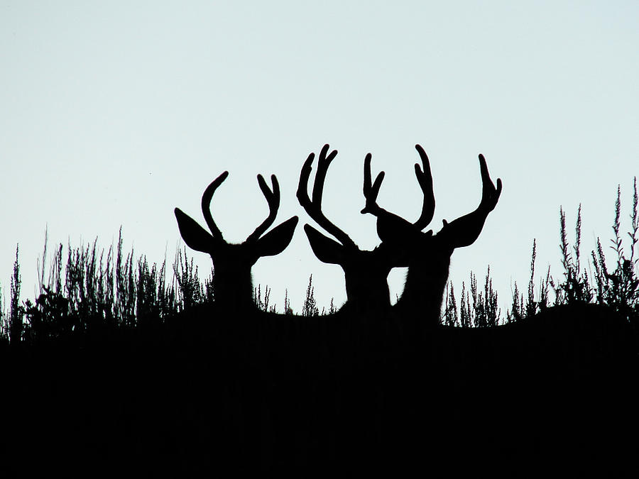 Deer Silhouette  Photograph by Carl Moore