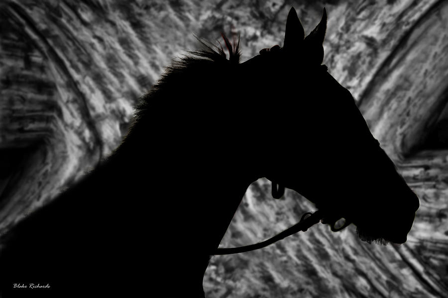 Silouette of a Stallion Photograph by Blake Richards