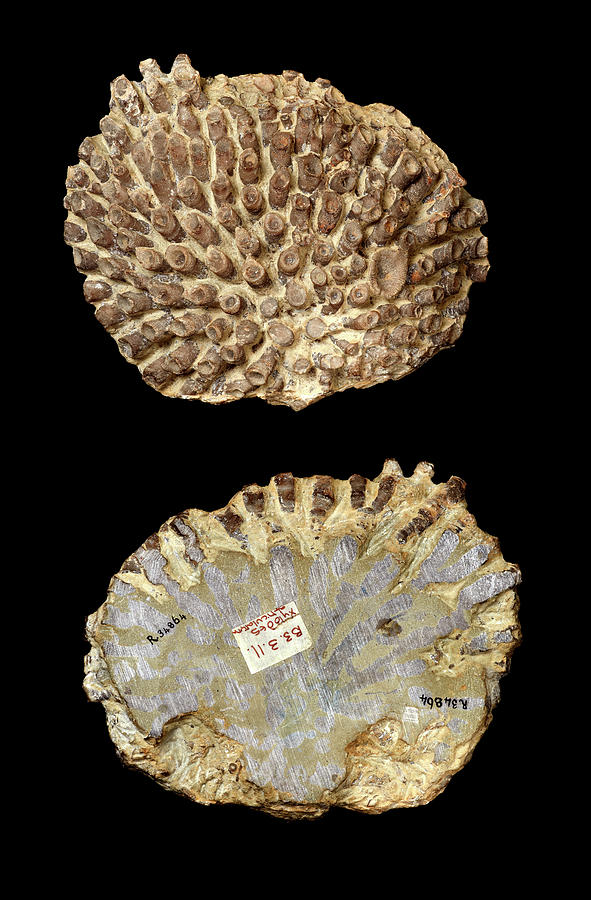 Silurian Coral Fossil Photograph By Natural History Museum London Pixels   Silurian Coral Fossil Natural History Museum London 