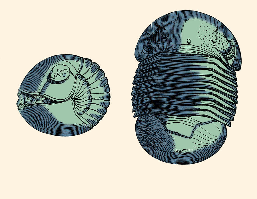 Silurian Trilobite Photograph by Science Source