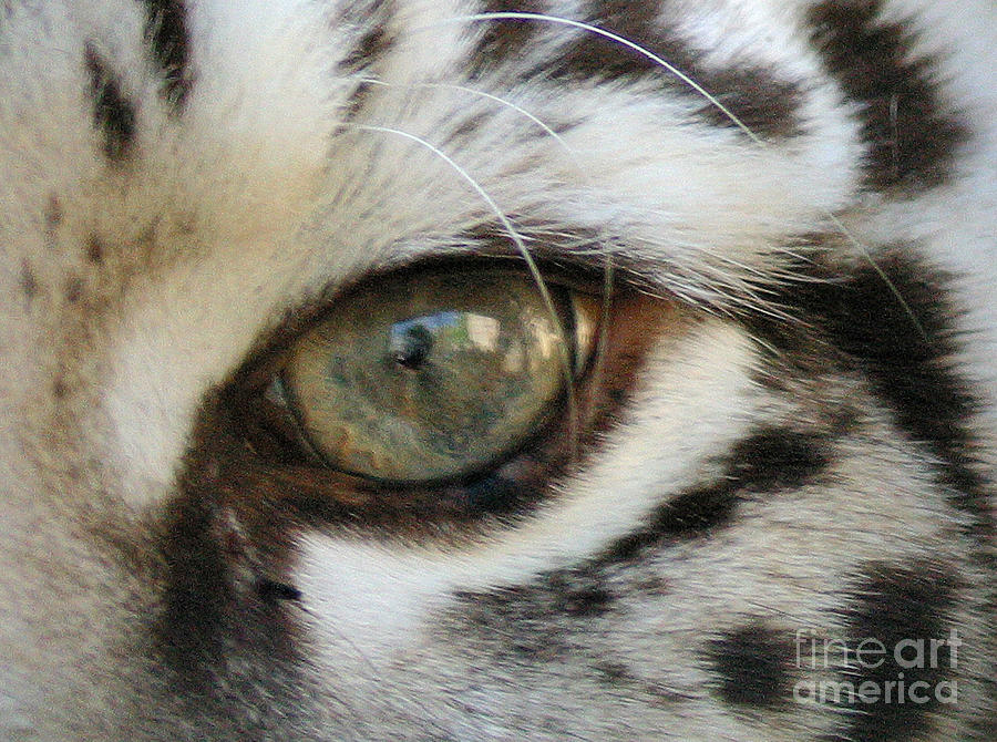 Tiger Photograph - Silver - 7550 Eye by Gary Gingrich Galleries