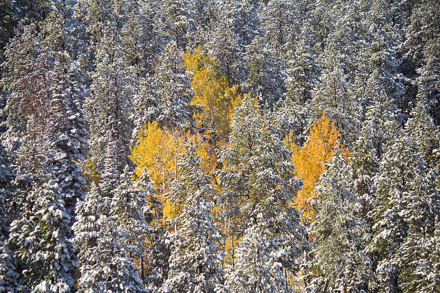 Fall Photograph - Silver and Gold - Casper Mountain - Casper Wyoming by Diane Mintle
