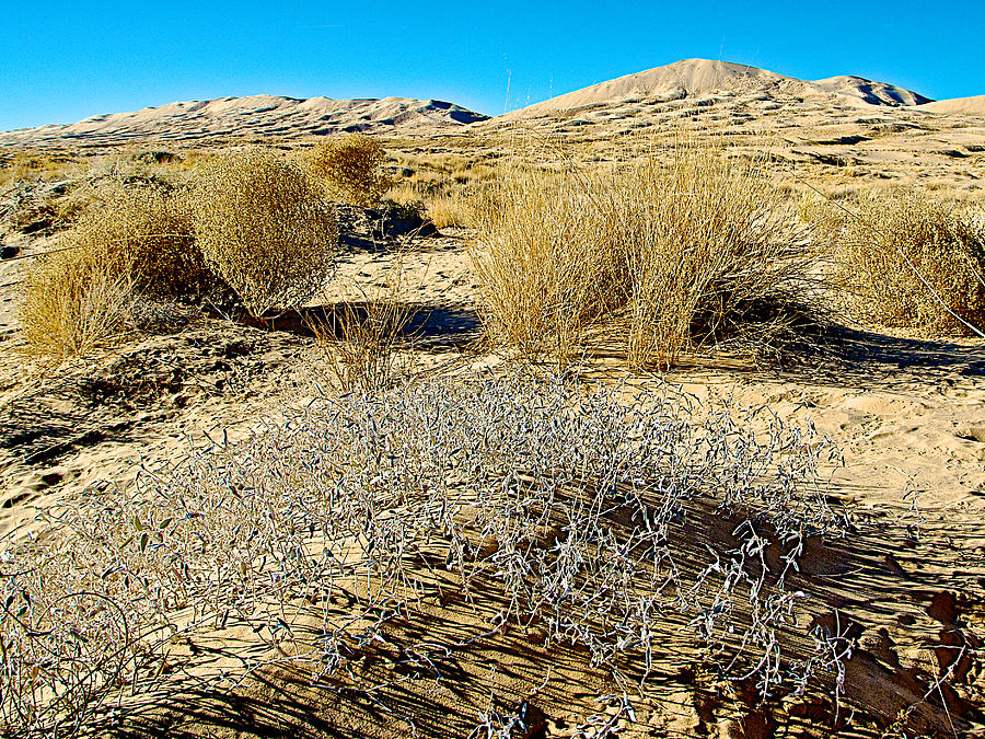 Silver and Gold Flora in Kelso Dunes of Mojave Desert National Preserve, California Photograph by Ruth Hager