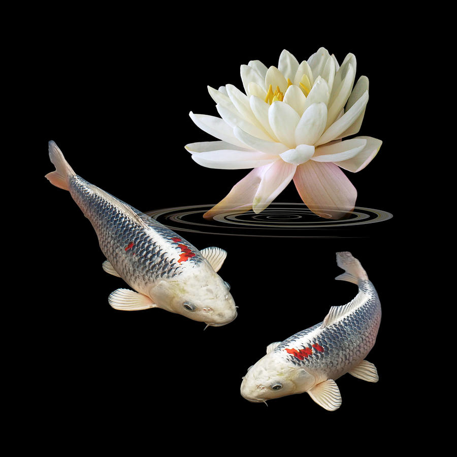 Silver And Red Koi With Water Lily Square Photograph by Gill Billington