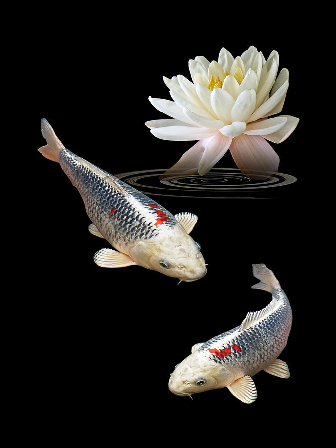 Silver And Red Koi With Water Lily Vertical Photograph by Gill Billington