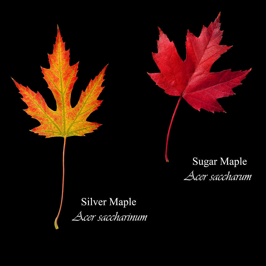 silver maple leaf vs red maple leaf