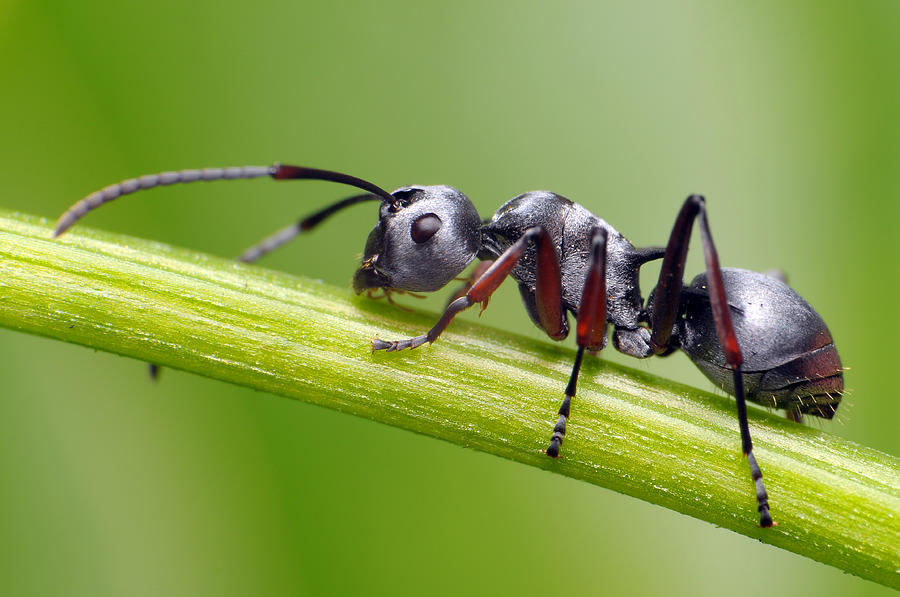 Silver ant on stem Photograph by Rundstedt B. Rovillos