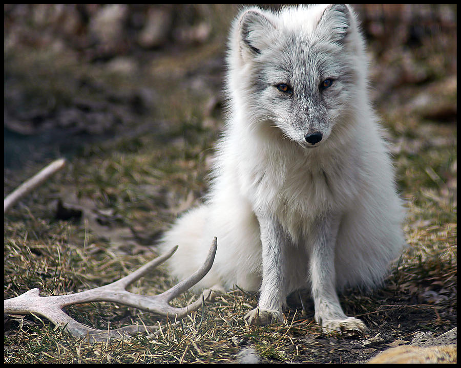 Silver Arctic Fox Pup Photograph by Gene Tatroe