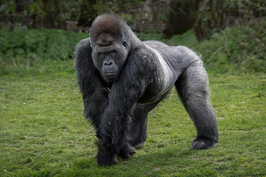 Silver back gorilla Photograph by Alan Tunnicliffe Photography