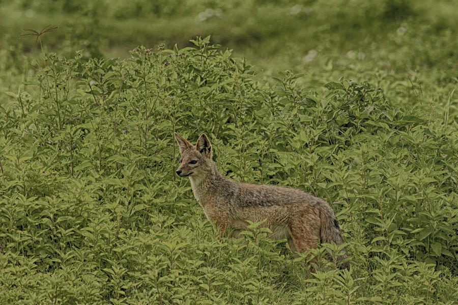 Silver-backed Jackal Photograph by Gary Hall