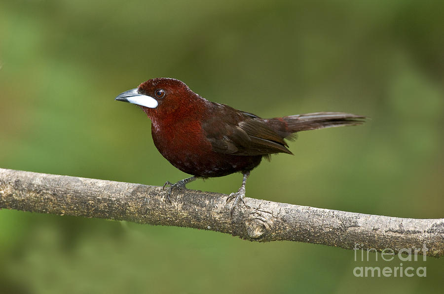 Wildlife Photograph - Silver-beaked Tanager Male by Anthony Mercieca