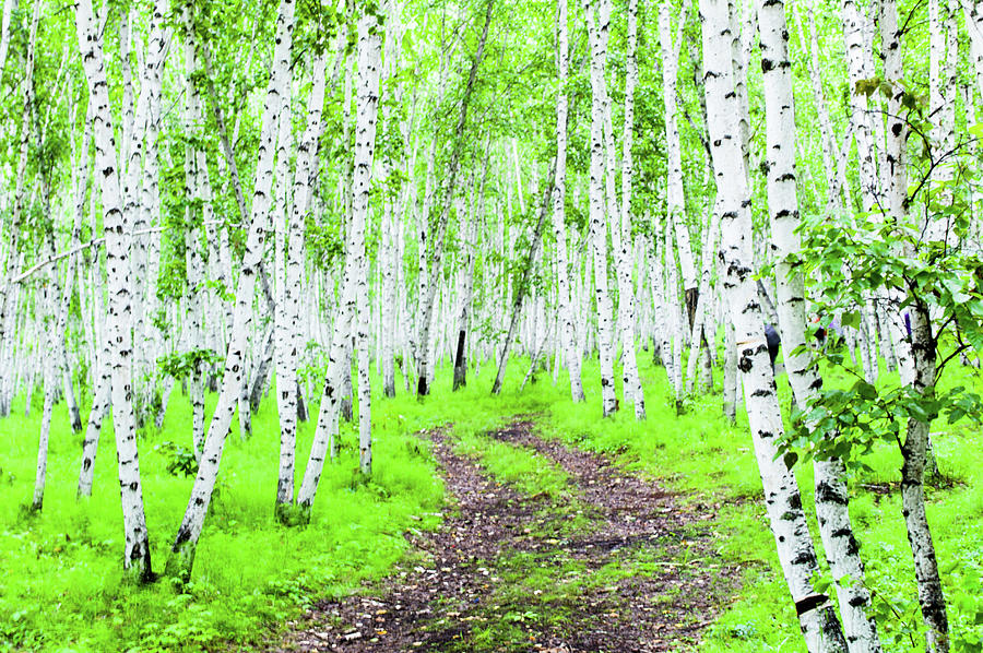 Silver Birch Forest Photograph by Zhouyousifang