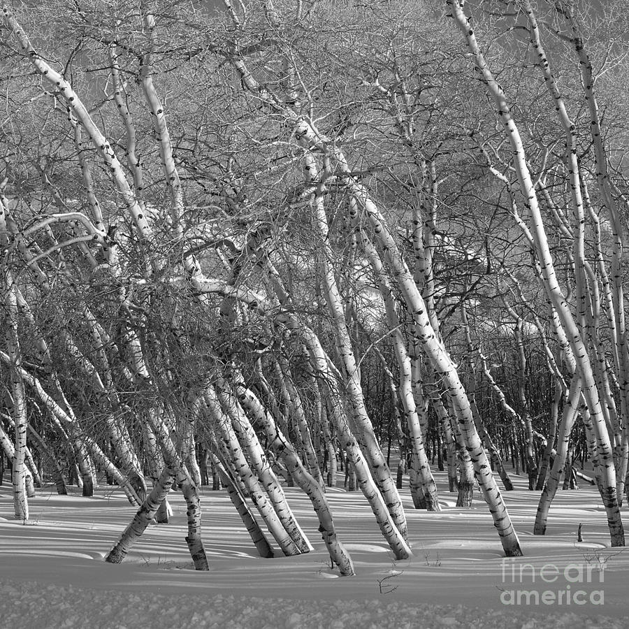 Silver birch Photograph by Paul Davenport
