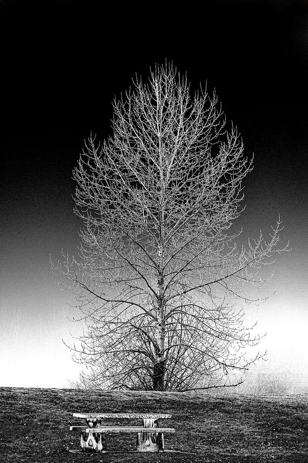 Tree Digital Art - Silver Birch by Phil Dyer